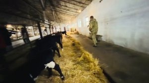 МИЛОТА не возможная! Олег Зубков просто счастлив, видя новорожденных телят в своем колхозе)