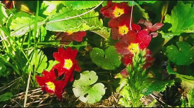 Дачные цветы #1