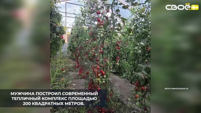 Грантовая поддержка помогла фермеру из Новоселицкого округа собрать более тонны томатов