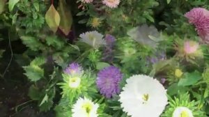 Озимандиас - Иришка любит астры