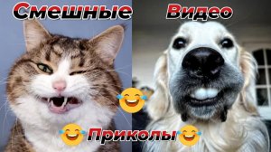 Смешные видео приколы|Коты и собаки|Юмор и Приколы.