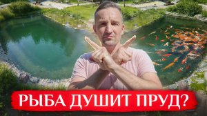 Когда РЫБЫ СЛИШКОМ МНОГО: где предел для чистого пруда? | Пруд для плавания стал рыбным