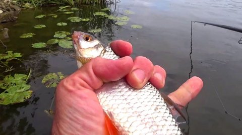 ЖДЕМ ПЕРВЫЙ ЛЁД. Рыбалка в проводку на поплавок.