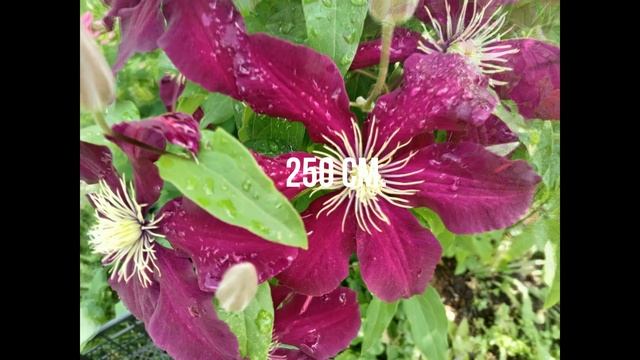 И ЕЩЁ НЕМНОГО КЛЕМАТИСОВ.