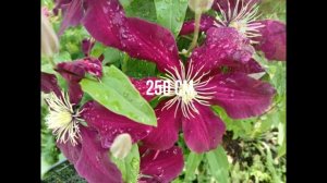 И ЕЩЁ НЕМНОГО КЛЕМАТИСОВ.