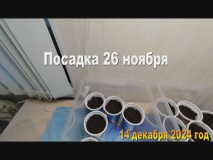 Появились первые ростки Эустомы. Делаю новый салат. Хроника 14 декабря 2024 год-