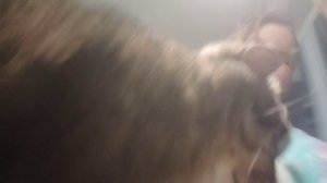 котик обормотик