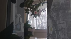 "Фиалка и папоротник"