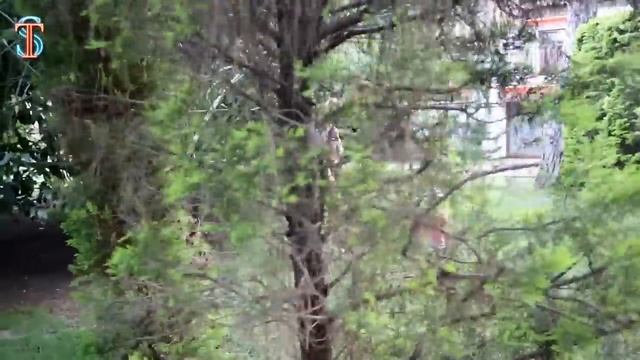 Гренни ПРЕСЛЕДУЕТ Тиму! ВСЕ СЕРИИ Что хочет Granny? смотреть онлайн