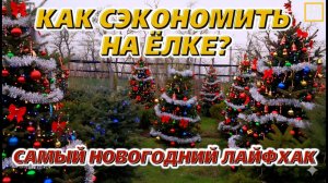 Как выбрать елку на Новый год🎄