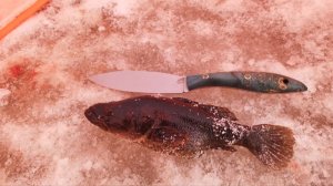 Первый лед 2025 , Ротан в декабре