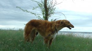 Пятая районная выставка борзых "Левобережье"08.05.2025.