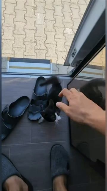 Смешные коты #97-2