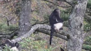 🐒«Эльфы снежных гор»: курносые обезьяны в провинции Юньнань