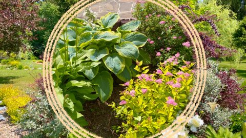 Возможные ошибки при совместной посадке кустарников и многолетних растений.