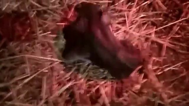 Роды у свиньи. Опорос.