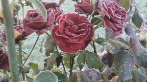 Иней на гортензиях в октябре