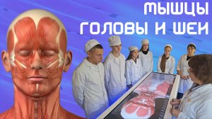 "Мышцы головы и шеи" - Лекция Анатомия