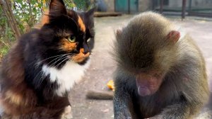 ТИШИНА наступила в Тайгане! Ни макак не слышно, ни Люся не кричит! Только злая кошка на всех рычит!