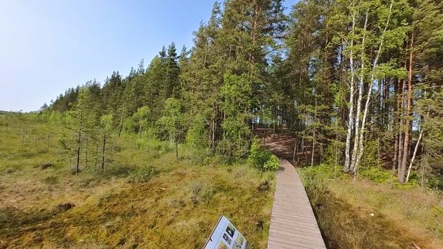 2025.06.04. Сестрорецкое болото. Ч.5