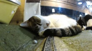 Кошки и макет железной дороги