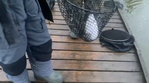 Вип зона. Поимка форели.