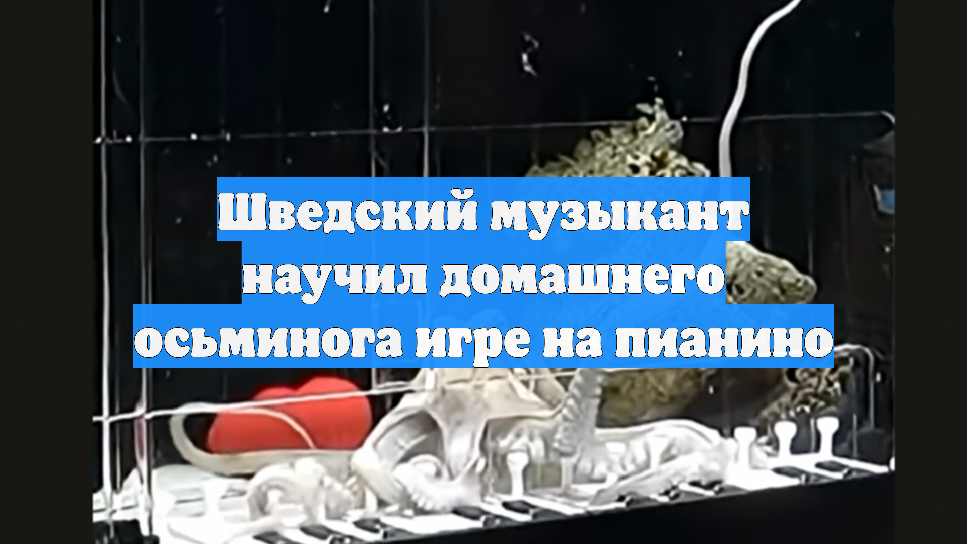 Шведский музыкант научил домашнего осьминога игре на пианино