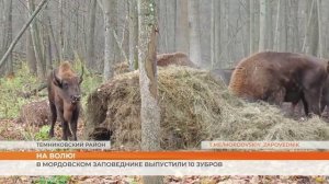 В Мордовском заповеднике выпустили 10 зубров