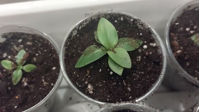 Как развивается моя эустома🌸.Пересадка в стаканчики 100млл.🌸