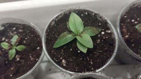 Как развивается моя эустома🌸.Пересадка в стаканчики 100млл.🌸