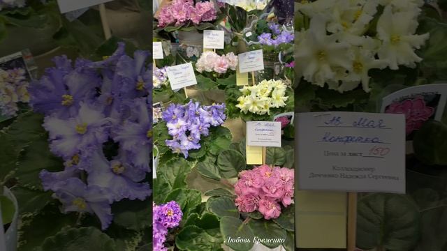 ЦВЕТУЩЕЕ ФИАЛКИ | Сортовые фиалки | Выставка цветов Краснодар ТРК Галактика смотреть онлайн