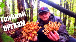 ПОИСК ГРИБОВ В ДОЖДЬ | ЖАРИМ КАРТОШКУ С ГРИБАМИ В ЛЕСУ | ТАКИЕ РАЗНЫЕ КАВКАЗСКИЕ ГРИБЫ В СОЧИ