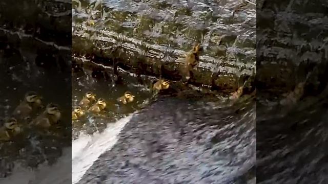 Путешествие утят 🤗