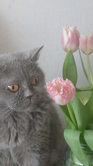 кто луче нарису