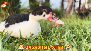Забавные утки мускусные и пекинские на свободном выгуле со своими друзьями ч.(312) ❣️🤗😂