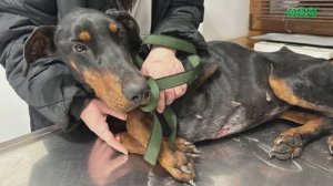 Уфимцы - о спасении попавших в беду животных