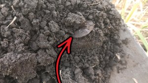 Ищу монеты на распаханных фундаментах. НАШЕЛ СЕРЕБРО! КОП МОНЕТ 2025!