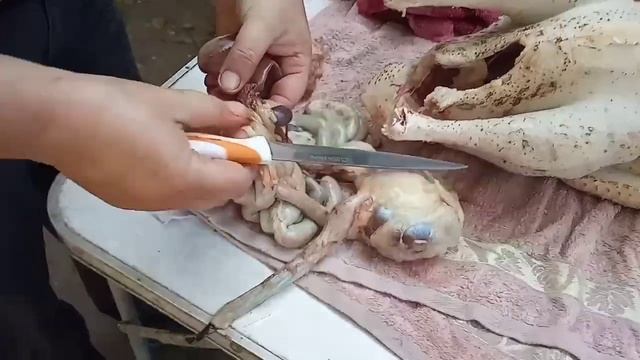 Ощип и разделка маленькой индюшки, пособие для новичков.