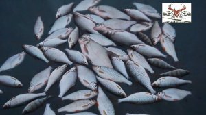 Рыбалка на мормышку