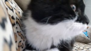 кто такой новый петомец?