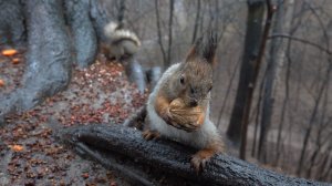 Белки в дождь. Зарисовка