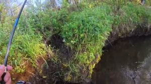 Рыбалка на утренней зорьке на поплавок. Ловля на таёжной речке на удочку