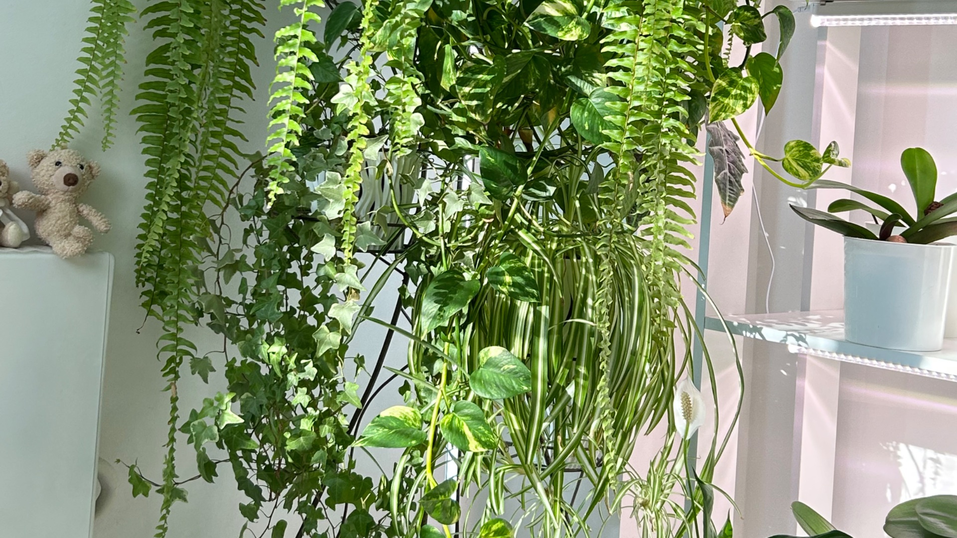 Занимаюсь ПЕРЕСАДКОЙ декоративно-лиственных РАСТЕНИЙ 🪴