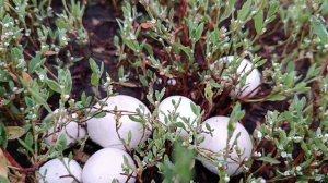 Грибы, грибочки, съедобные и не съедобные🍄🍄🍄