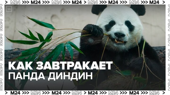 В Московском зоопарке показали, как завтракает панда Диндин - Москва 24