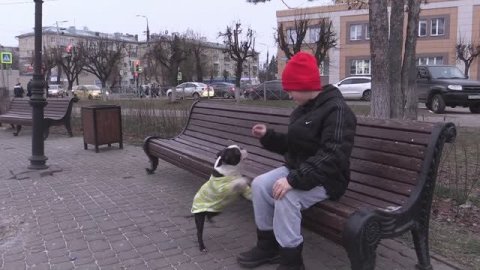 Известия. Владимир - Друзья в доме - Бостон-терьер Граф