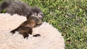 МИЛОТА! Наши дети принимают солнечные ванны без памперсов)))