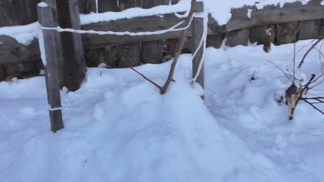 Наконец-то наступила зима. 10 декабря.