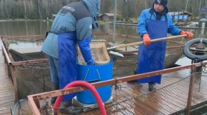 Запуск форели