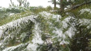 ЗИМНИЙ ДОЗОР